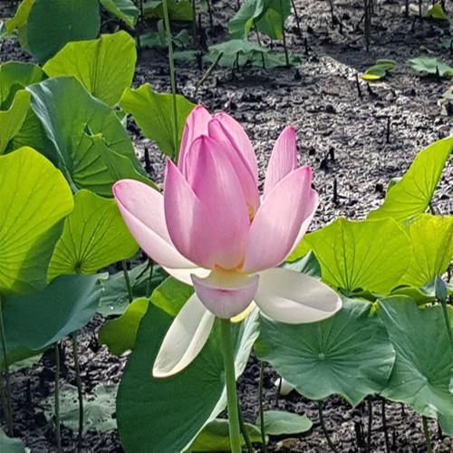 Sacred Lotus, Nelumbo Nucifera - Image 6