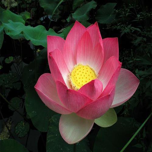 Sacred Lotus, Nelumbo Nucifera - Image 7