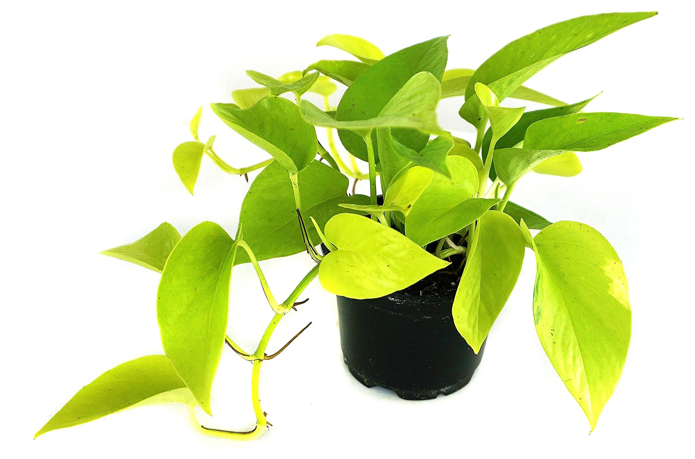 Neon Pothos - Image 2