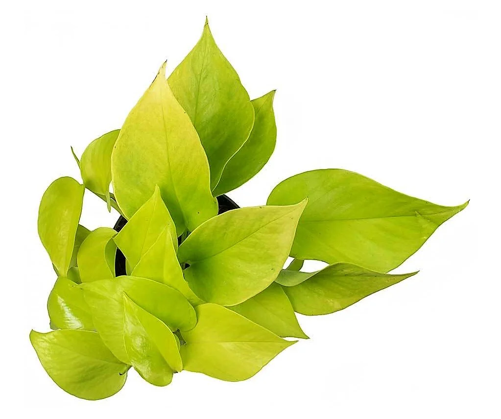 Neon Pothos - Image 3