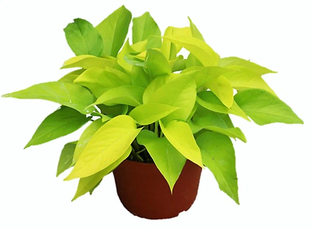 Neon Pothos - Image 4