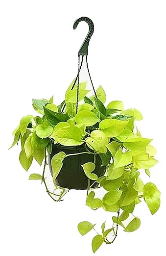 Neon Pothos - Image 5