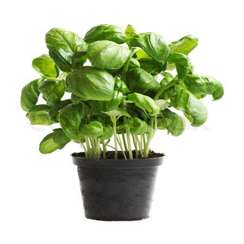 Ocimum Basilicum, Sweet Basil, Sweet Genovese - Image 3