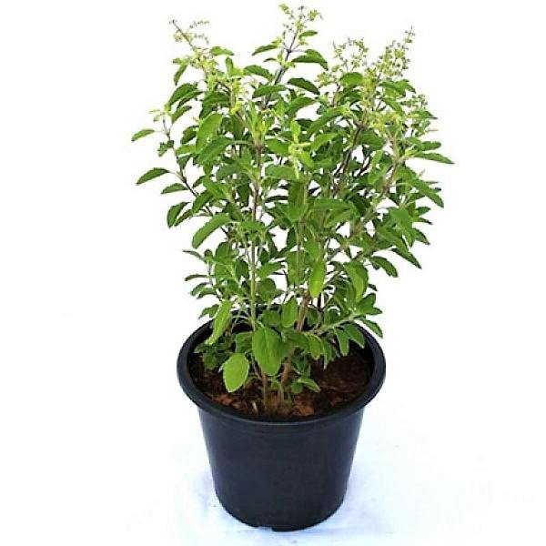 Tulsi plant, Ocimum Tenuiflorum, Holy Basil - Image 3