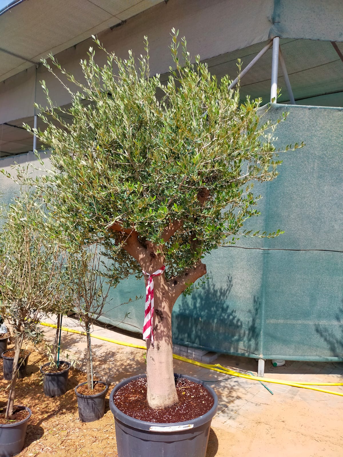 Olive Tree, Olea Europaea - Image 14