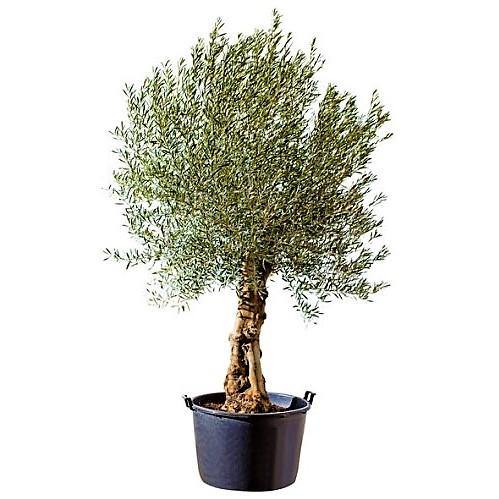Olive Tree, Olea Europaea - Image 5