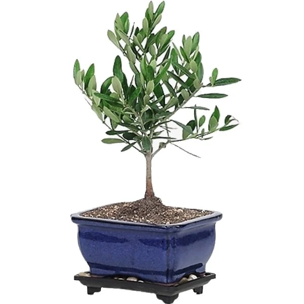 Olive Dwarf Indoor - Olive Bonsai - Image 3