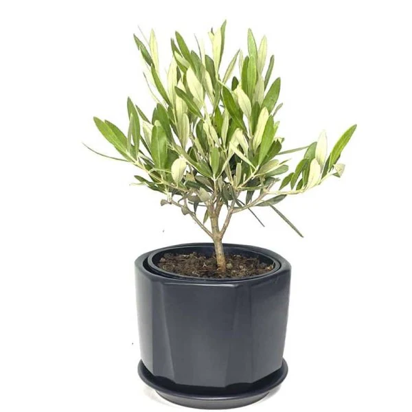 Olive Dwarf Indoor - Olive Bonsai - Image 4