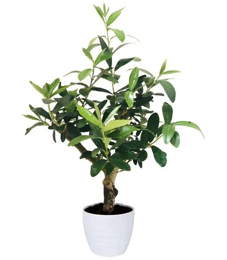 Olive Dwarf Indoor - Olive Bonsai - Image 5