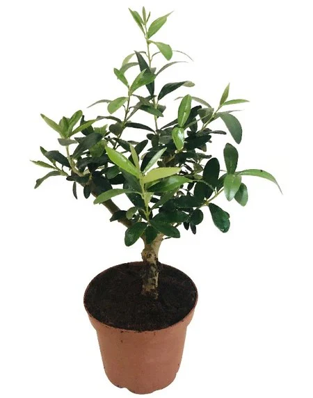 Olive Dwarf Indoor - Olive Bonsai - Image 6