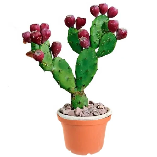 Opuntia Ficus Indica, Barbary Fig, Indian Fig - Image 2