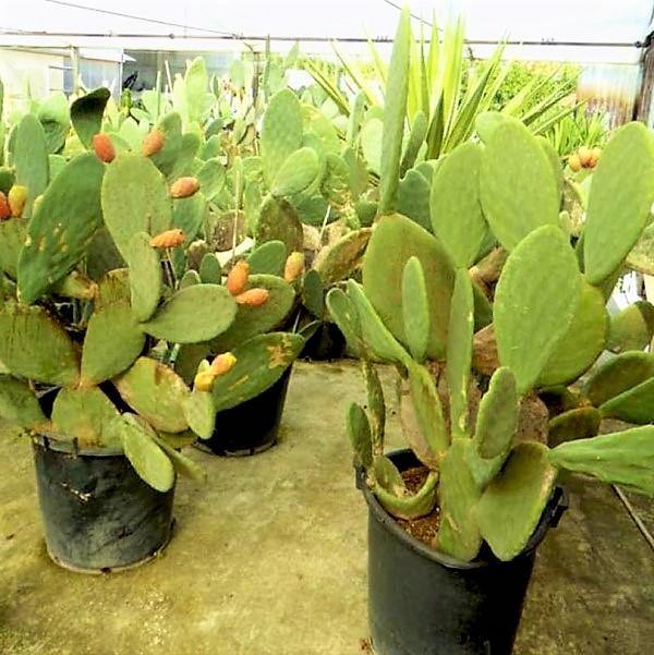 Opuntia Ficus Indica, Barbary Fig, Indian Fig - Image 3