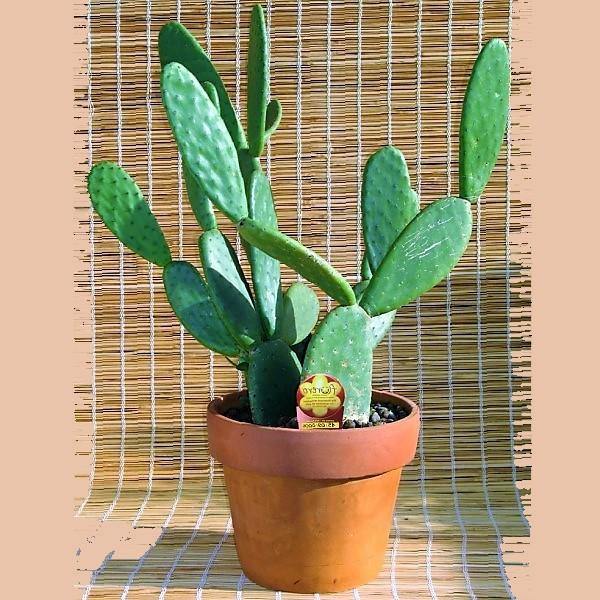 Opuntia Ficus Indica, Barbary Fig, Indian Fig - Image 4