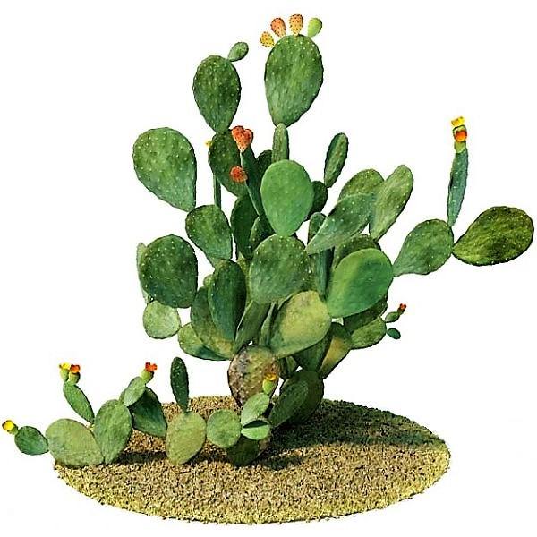 Opuntia Ficus Indica, Barbary Fig, Indian Fig - Image 5