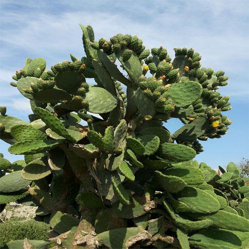 Opuntia Ficus Indica, Barbary Fig, Indian Fig - Image 6