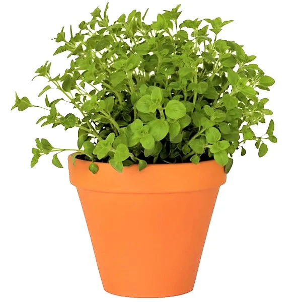Oregano Herb, Origanum Vulgare - Image 2