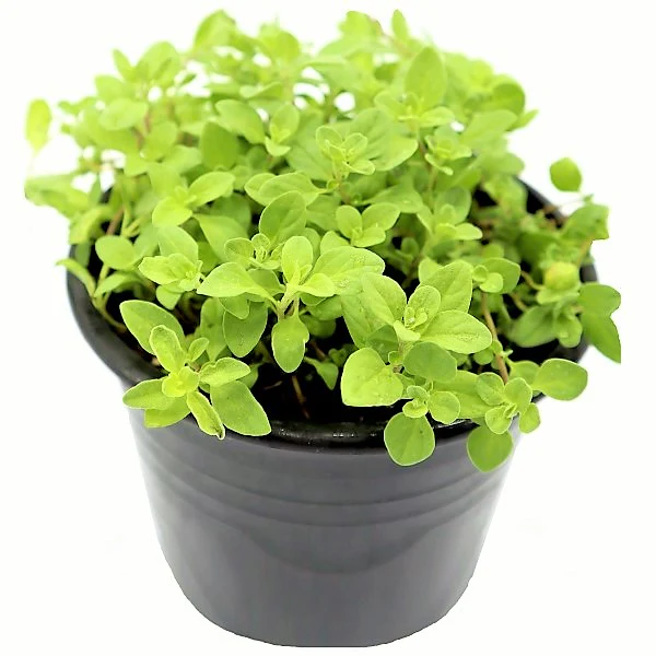 Oregano Herb, Origanum Vulgare - Image 3