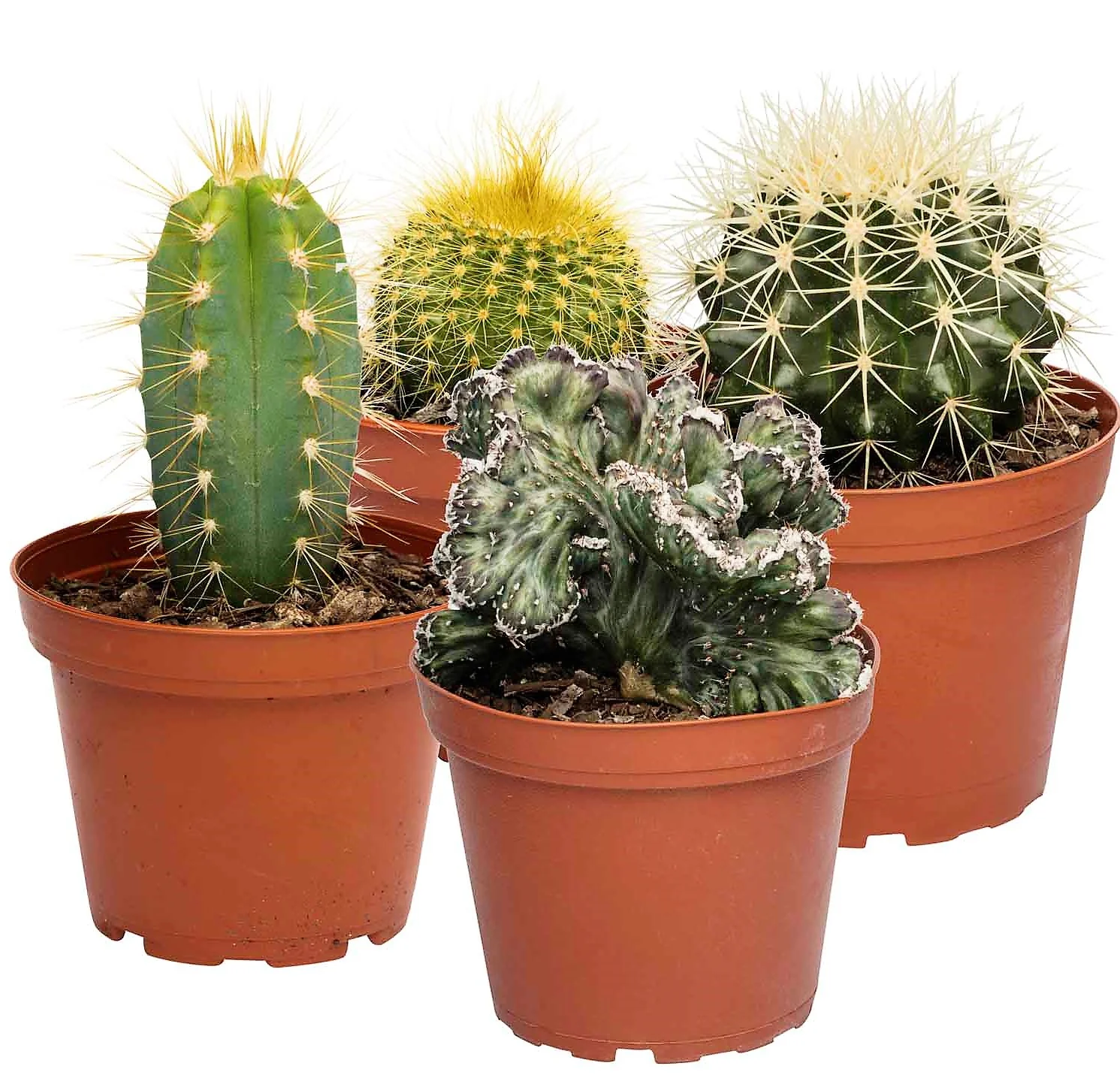 Ornamental Cactus - Image 2