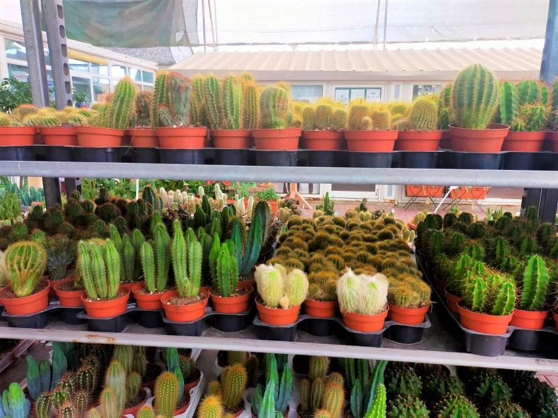 Ornamental Cactus - Image 6
