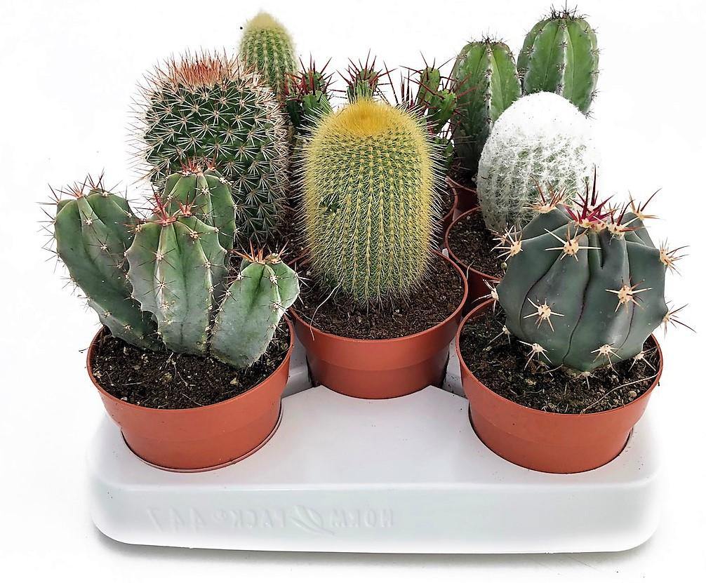 Ornamental Cactus Mix Outdoor - Image 3