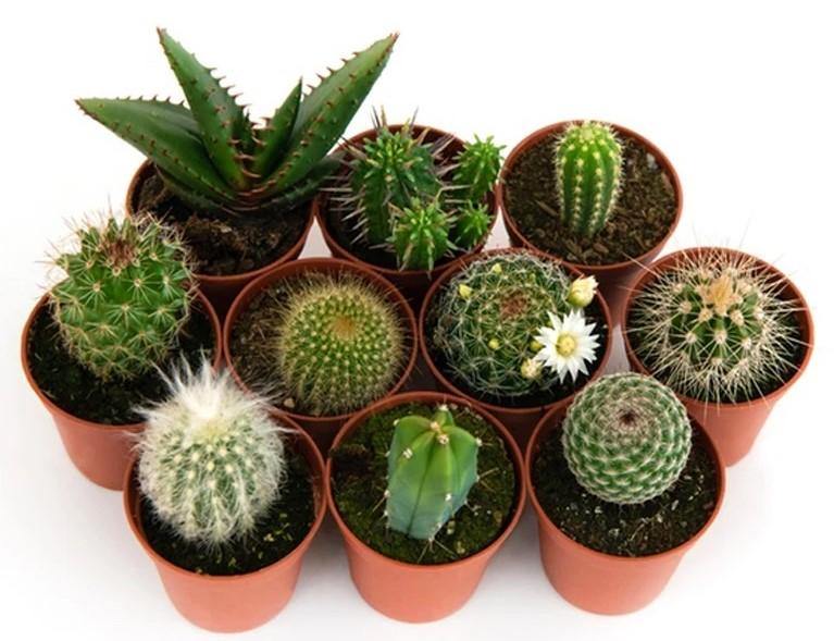 Ornamental Cactus Mix Outdoor - Image 4