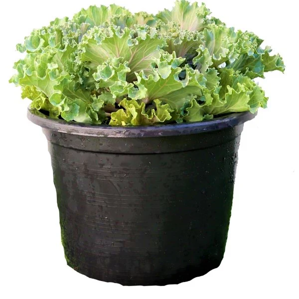 Ornamental Kale, Brassica Oleracea - Image 2