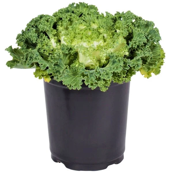 Ornamental Kale, Brassica Oleracea - Image 3
