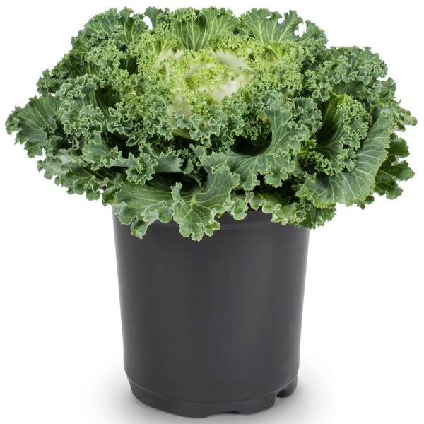 Ornamental Kale, Brassica Oleracea - Image 4