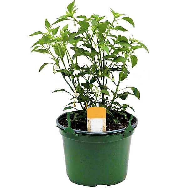 Ornamental pepper plant - Image 2