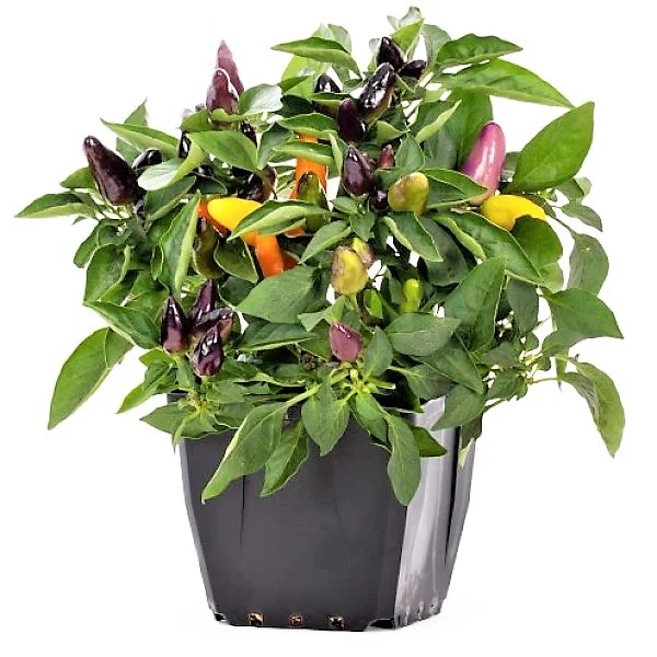 Ornamental pepper plant - Image 3