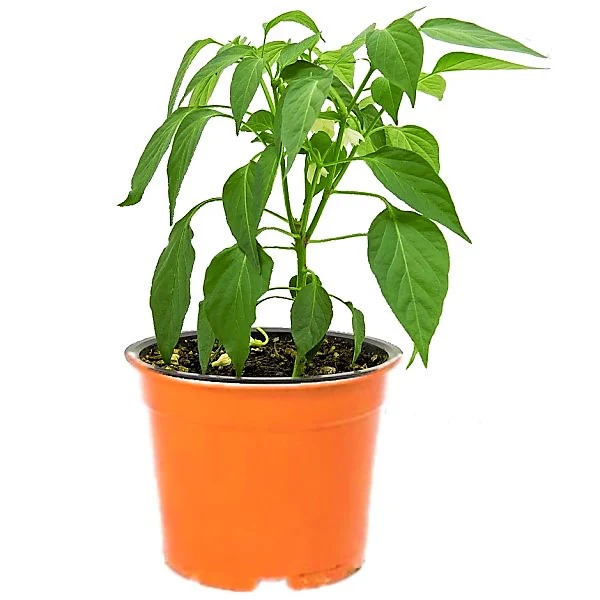 Ornamental pepper plant - Image 4