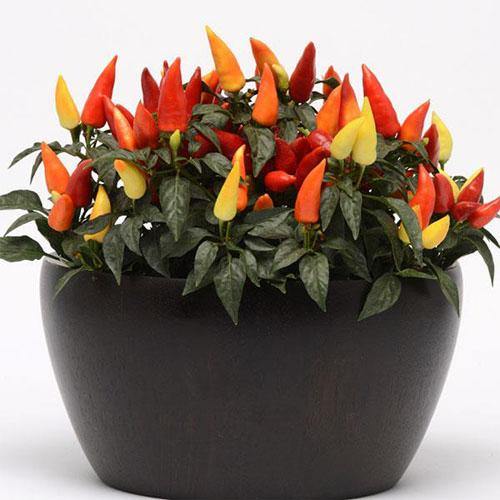 Ornamental Pepper Plant - Image 3