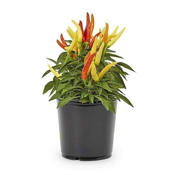 Ornamental Pepper Plant - Image 4