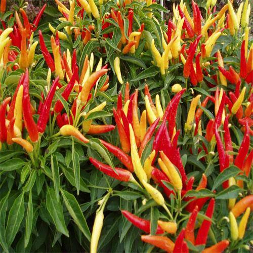 Ornamental Pepper Plant - Image 5
