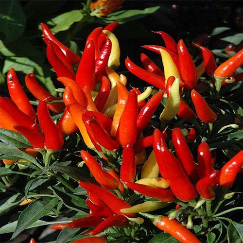 Ornamental Pepper Plant - Image 6