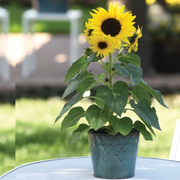 Ornamental Sunflower, Helianthus Annuus - Image 2