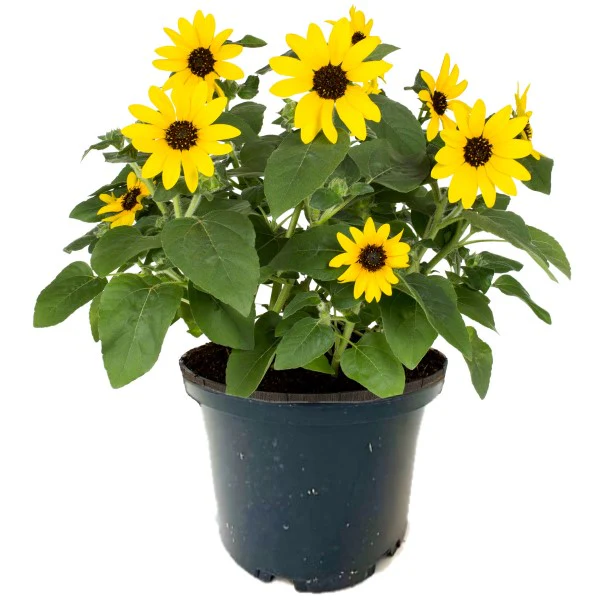 Ornamental Sunflower, Helianthus Annuus - Image 3