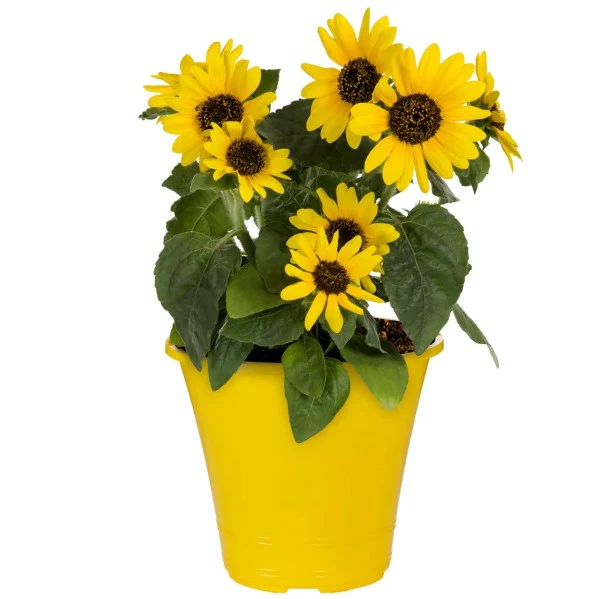 Ornamental Sunflower, Helianthus Annuus - Image 4