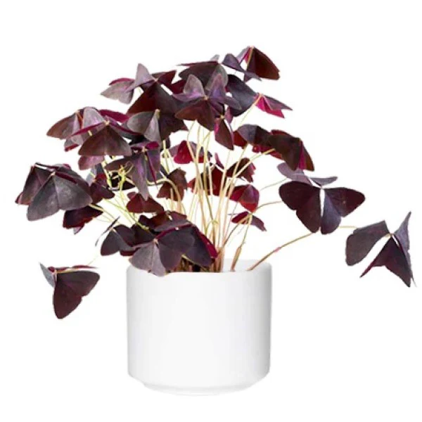Oxalis Triangularis, Love Plant, Purple Shamrock - Image 2