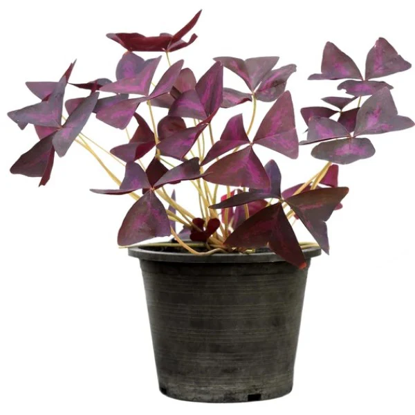 Oxalis Triangularis, Love Plant, Purple Shamrock - Image 3
