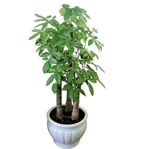 Pachira aquatica, Money Tree, Triple Trunk - Image 2