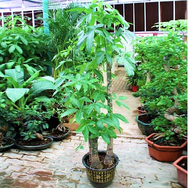 Pachira aquatica, Money Tree, Triple Trunk - Image 3