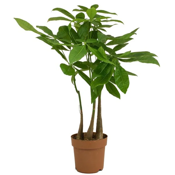Pachira aquatica, Money Tree, Triple Trunk - Image 4