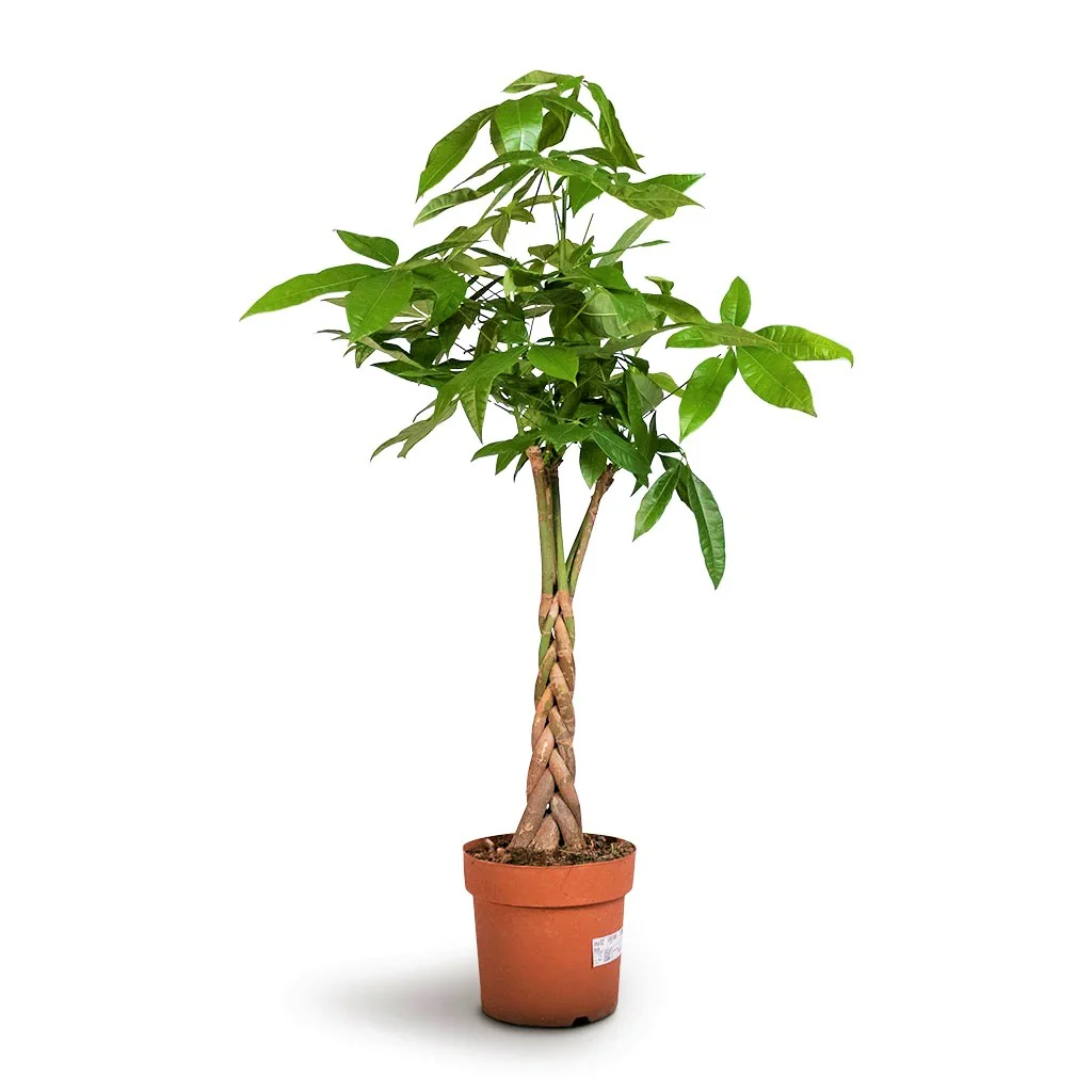 Pachira Aquatica, Money Tree (Twisted Trunk) - Image 3