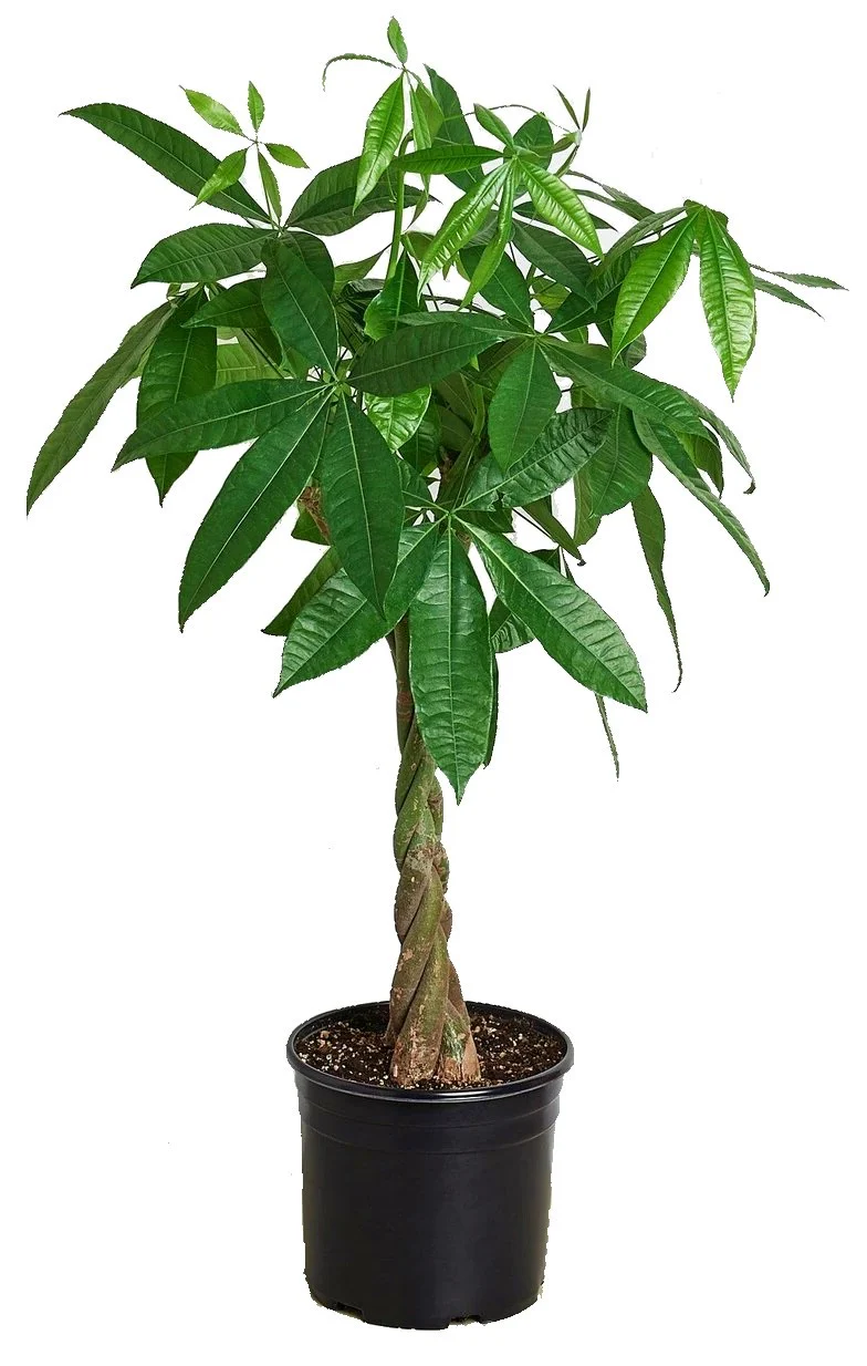 Pachira Aquatica, Money Tree (Twisted Trunk) - Image 4
