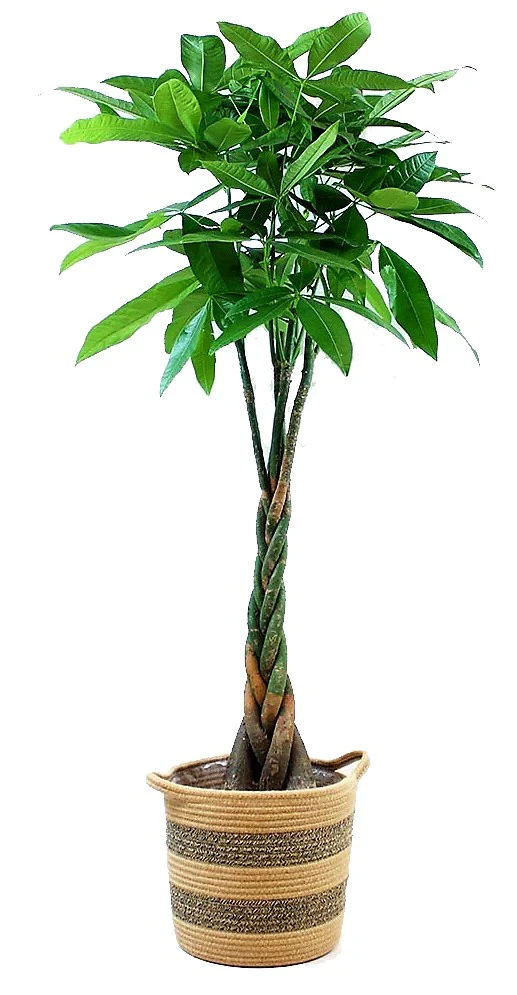 Pachira Aquatica, Money Tree (Twisted Trunk) - Image 5
