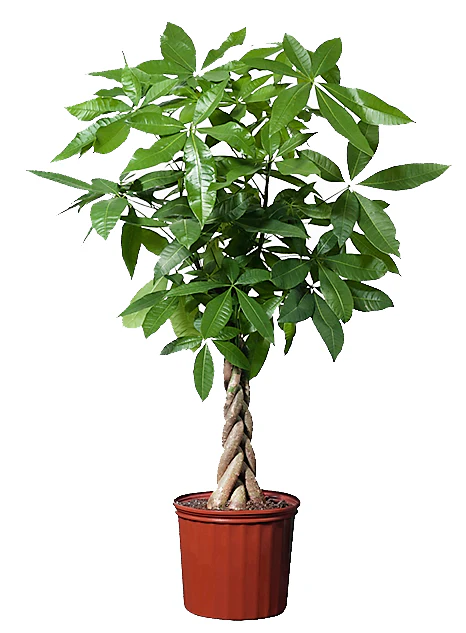 Pachira Aquatica, Money Tree (Twisted Trunk) - Image 6