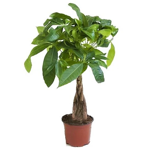 Pachira Aquatica, Money Tree (Twisted Trunk) - Image 8