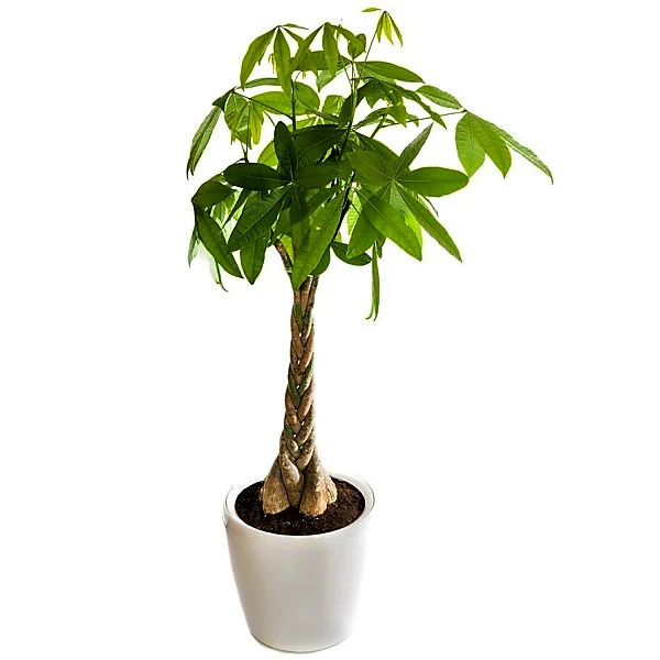 Pachira Aquatica, Money Tree (Twisted Trunk) - Image 9