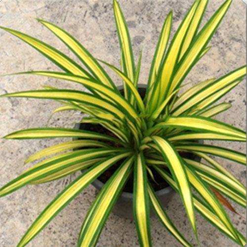 Pandanus Baptistii Variegata - Image 2